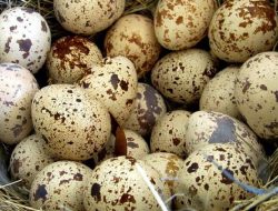 Bıldırcın yumurtasının yararları nelerdir? Hangi marazlara uygun gelir?