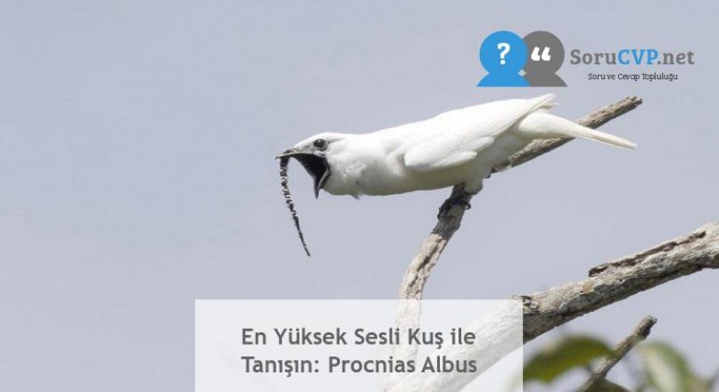 En Yüksek Sesli Kuş ile Tanışın: Procnias Albus