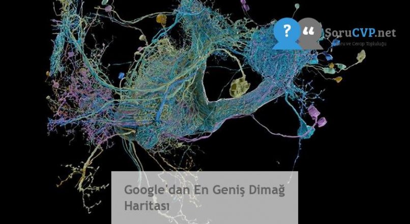 Google’dan En Geniş Dimağ Haritası