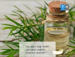 Çay ağacı yağı nedir? Çay ağacı yağının yararları nelerdir?
