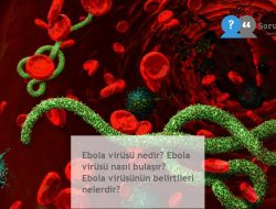 Ebola virüsü : Nedir, nasıl bulaşır, belirtileri nelerdir? [2020]