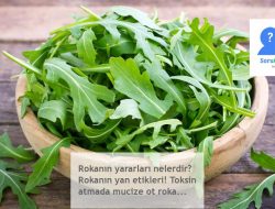 Rokanın yararları nelerdir? Rokanın yan etikleri! Toksin atmada mucize ot roka…