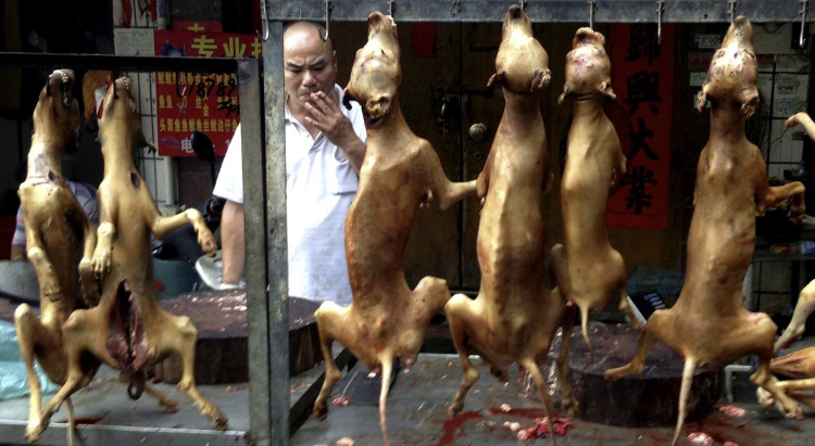 Çinde Son Kez Köpek Eti Festivali