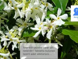 Yasemin çayı etkileri ve yararları? Depresyon ve Stres için %100 rahatlatıcı
